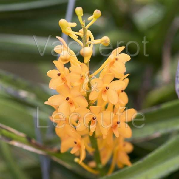 Ascocentrum miniatum