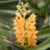 Ascocentrum miniatum