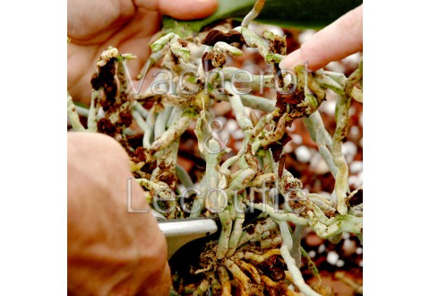 2025-09-27 - 10h30 Le rempotage des orchidées (démonstration)