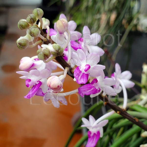 Seidenfadenia mitrata