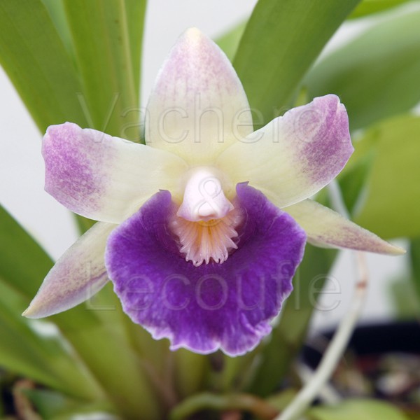 Rempotage Orchidée : Comment rempoter une orchidée, Vacherot & Lecoufle