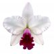 Cattleya Mayor Yamasaki (Rlc.)
