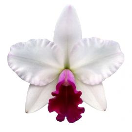 Cattleya Mayor Yamasaki (Rlc.)