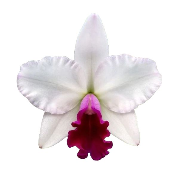 Cattleya Mayor Yamasaki (Rlc.)