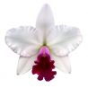 Cattleya Mayor Yamasaki (Rlc.)