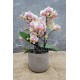 Phalaenopsis Belle Hélène
