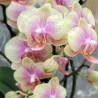Phalaenopsis Belle Hélène