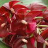 Fiche de culture de l'orchidée CATASETUM (Cycnoches, Mormodes et leurs hyrbrides)