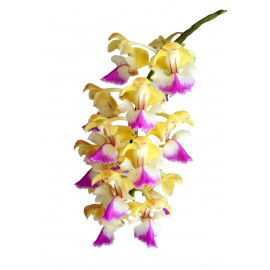 Aerides houlletiana 'Attorney'