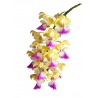 Aerides houlletiana 'Attorney'