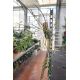 Dendrobium hercoglossum