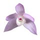Dendrobium hercoglossum