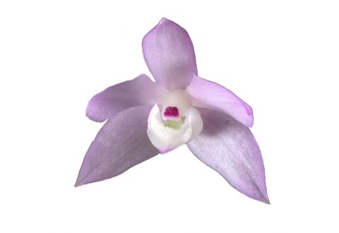 Dendrobium hercoglossum