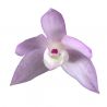 Dendrobium hercoglossum