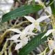 Dendrobium hercoglossum var. alba