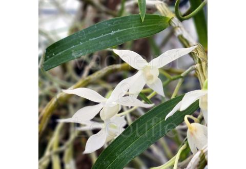 Dendrobium hercoglossum var. alba