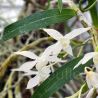 Dendrobium hercoglossum var. alba