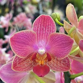 Phalaenopsis MINI Gwen