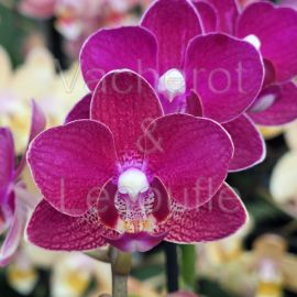 Phalaenopsis MINI Lola