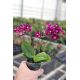Phalaenopsis MINI Lola
