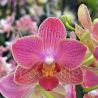 Phalaenopsis Gwen