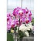 Phalaenopsis Bing