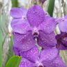 Vanda Tayanee Blue