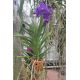 Vanda Princess Mikasa