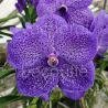 Vanda Sunanda Lavender Sprinkles