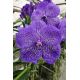 Vanda Sunanda Lavender Sprinkles