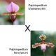 Paphiopedilum Dolls'Kobold