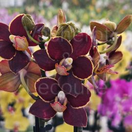 Phalaenopsis MINI Esmée