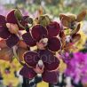 Phalaenopsis MINI Esmée