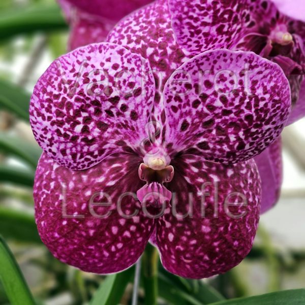 Vanda Sunanda Magenta Glitter