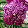 Vanda Sunanda Magenta Glitter