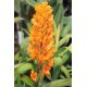 Ascocentrum garayi (vanda garayi)