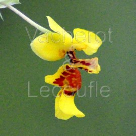 Lockhartia lunifera