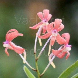 Ascofinetia Peaches