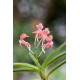 Ascofinetia Peaches