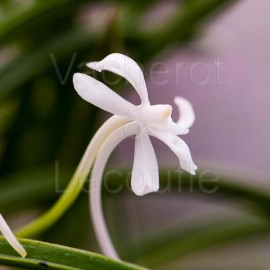 Neofinetia falcata