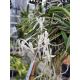 Neofinetia falcata