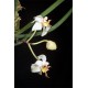 Paraphalaenopsis serpentilingua