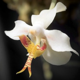 Paraphalaenopsis serpentilingua