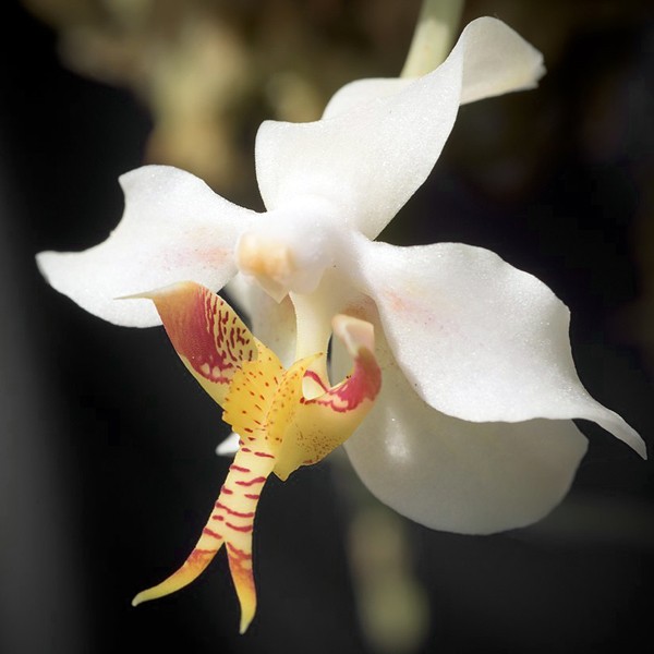 Paraphalaenopsis serpentilingua