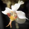 Paraphalaenopsis serpentilingua