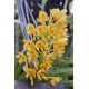 Ascocentrum aurantiacum