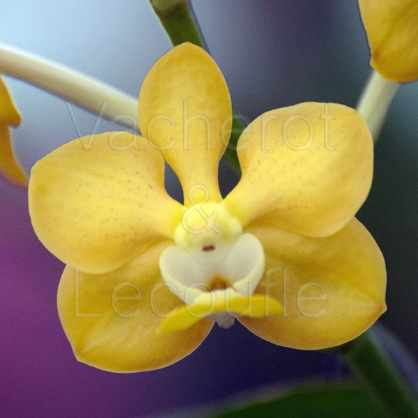 Vanda denisoniana