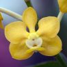 Vanda denisoniana