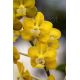 Vanda denisoniana