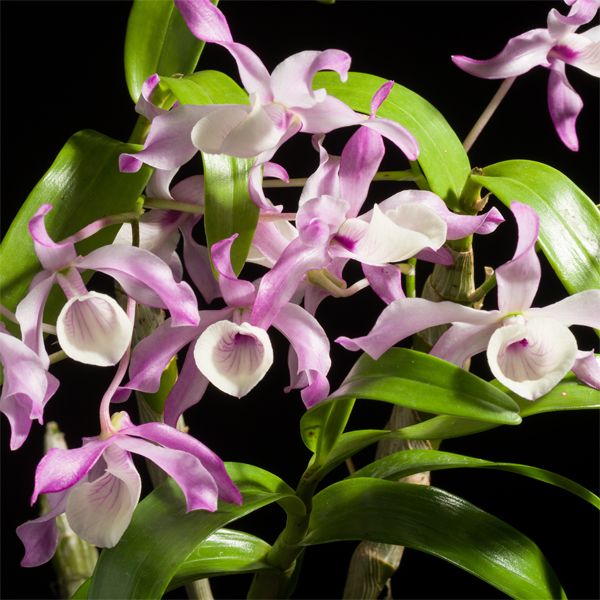 Dendrobium tortile